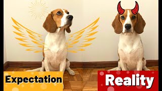 Life With a Beagle  Expectation vs Reality [upl. by Castara]