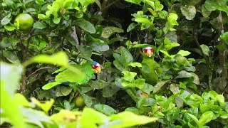 Spectacled Amazon or Whitefronted Amazon parrots feed on Tangerines [upl. by Garwin790]