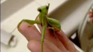 Sick Praying Mantis [upl. by Laws]