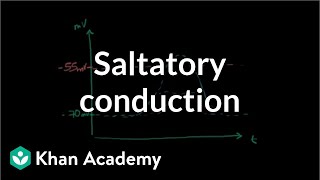 Saltatory conduction in neurons  Human anatomy and physiology  Health amp Medicine  Khan Academy [upl. by Parks838]