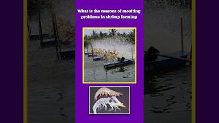 What is the reasons of moulting problems in shrimp farming shrimpfarming vannameishrimp [upl. by Anaeg]