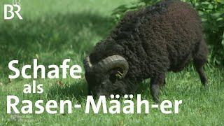 Schloss Schleißheim und die Schafe  Gartenpflege  Schwaben amp Altbayern  BR  Reportage [upl. by Afatsom458]