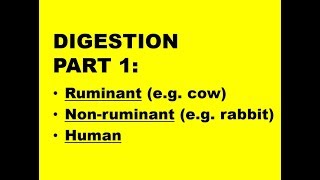 DIGESTION PART 1 Ruminant cow vs Nonruminant herbivore rabbit vs Human [upl. by Yatnahc]