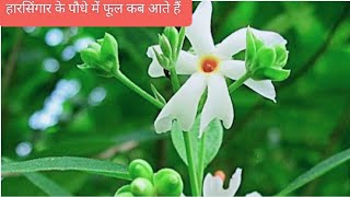 हारसिंगार के पौधे में फूल कब आते हैं  Harsingar ke paudhe mein phool kab Aate Hain [upl. by Ailad922]