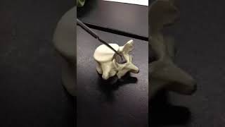 Lumbar Vertebrae by Dr Elder [upl. by Spragens]