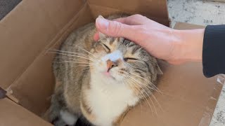 Cute Cat Purring in a Cardboard Box  Instant Relief from Stress and Anxiety  Her Face at the End [upl. by Rusell744]