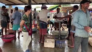 Negombo Central Fish Market Sri Lanka [upl. by Odlanyar657]