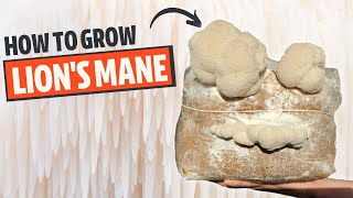 How To Grow Lions Mane Mushroom From Start To Finish [upl. by Alehcim]