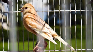 canary singing video  canary training song 58 minutes [upl. by Aileen578]