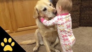 Cute Dogs And Adorable Babies Compilation [upl. by Isma]