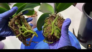 Replanting Root Rotted Twin Orchids In One Pot [upl. by Airdnaz895]