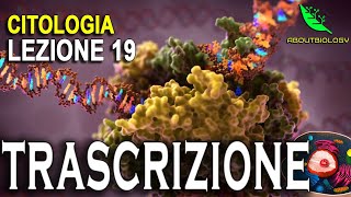 La TRASCRIZIONE del DNA Citologia lezione 19 [upl. by Ylrebmi453]