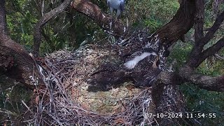 SE33 is 2 month old today 🥳 SeaEagleCAM4 Live Stream  07102024 [upl. by Claudia]