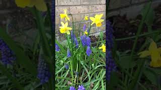 Muscari armeniacum Grape Hyacinth Bulbs Ready To Plant Free Postage UK [upl. by Otsuj]