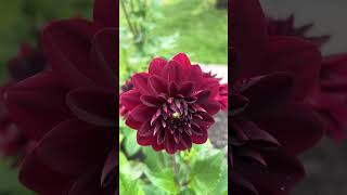 Dahlia flower bloomed🌸 canada flowers love moreviews viral nature summervibe [upl. by Aneeles258]