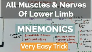 Muscles Of Lower Limb amp Their Nerve Supply [upl. by Yung]