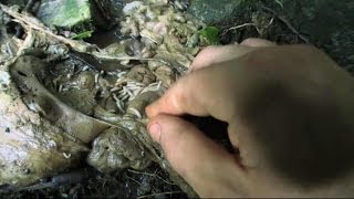 Maggots Bait or Dinner  Marooned With Ed Stafford [upl. by Lered]