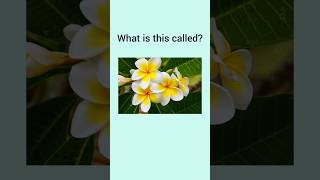 Can you name these common Indian Flowers  dailyenglish voacbulary learnenglish learnvocabulary [upl. by Thordia136]