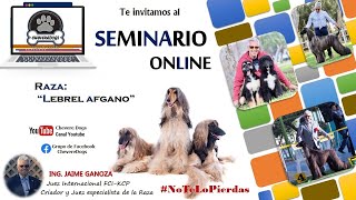 LEBREL AFGANO  GALGO AFGANO  AFGHAN HOUND  SEMINARIO ONLINE  FEAT JAIME GANOZA  CHEVEREDOGS [upl. by Einnahpets]