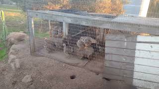 Raising Chukars What is a Chukar [upl. by Akyeluz]