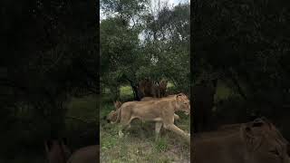 Pride of lion vs a large rhino bull who wins🦁🦏pridevs lionwhowinsshorts shortsviral [upl. by Suryt]