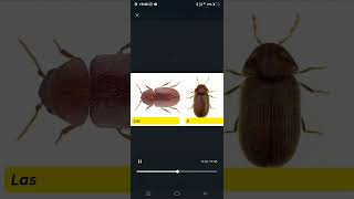 shortsyoutubeshorts education Entomology Rice weevil tobacco beetle shortsvideoshorts [upl. by Oirretna144]