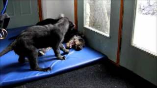 Irish Wolfhound Puppies playing [upl. by Anoik]