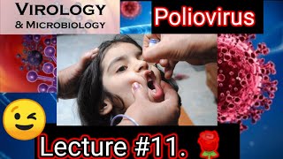 poliovirus 😢poliovirus microbiology poliovirus microbiology lecture 11 picornavirus replication [upl. by Anovahs898]