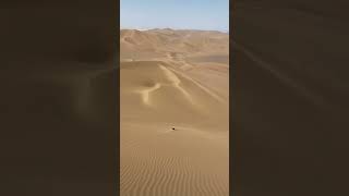 Sandbording … sandboarding sand desert travel [upl. by Annairba]