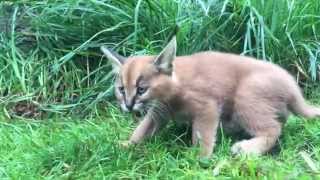 6weekold caracal kittens venture outside with mom [upl. by Fulks]