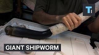 Giant shipworm just gave scientists new clues about some of the weirdest life forms on Earth [upl. by Ecinnaj432]