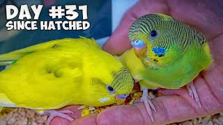 Hand Feed Baby Budgies  Ultimate Taming Guide [upl. by Adnical]