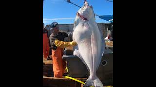 Check out one of the biggest Alaskan Halibut of 2023 alaskanhalibut halibut fishing 2023season [upl. by Jaan]