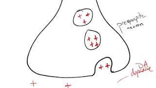 Antipsychotic Drug Mechanism [upl. by Nnylhsa]