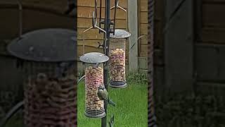 Beautiful Bird Nuthatch Eating Peanuts UK Birdwatching English Garden birds animals cute uk [upl. by Matthaeus]