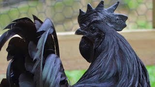 Ayam Cemani Chickens  The All Black Chicken [upl. by Erapsag]