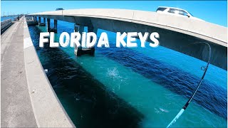 Florida Keys BRIDGE fishing Long Key FL [upl. by Thackeray]