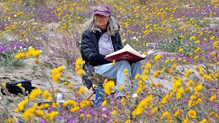 Judi Tentor at Borrego superbloom [upl. by Nollie]