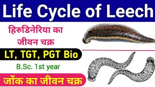 hirudinaria ka jeevan chakra  life cycle of hirudinaria granulosa  life cycle of a leech  lt tgt [upl. by Kelwen]