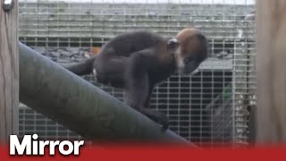 Baby leaf monkeys born at Twycross Zoo [upl. by Amalburga398]