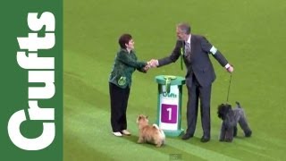 Crufts 2012  Terrier Group Judging Highlights [upl. by Qulllon820]