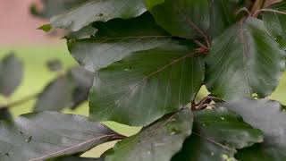 Fagus sylvatica  European Beech [upl. by Ahsiak]