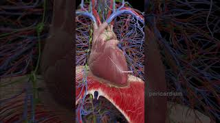 3d animation of the Pericardium meded anatomy 3dmodel [upl. by Ellehcsor930]