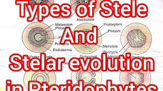 Pteridophyta Lec 3Types of Stele and Their evolution in Vascular plants notes available [upl. by Marla]