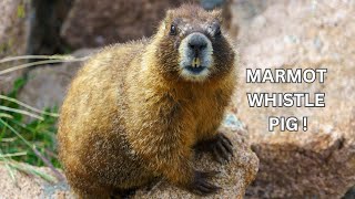 Marmot The Whistle Pig [upl. by Nnek]