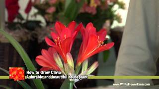 How to Grow Clivia  White Flower Farm [upl. by Gruver734]