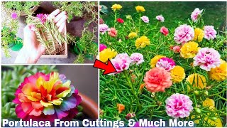 How to grow portulaca from cuttings  How to grow portulaca moss rose [upl. by Lucania]