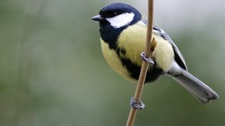 CHANT DE LA MÉSANGE CHARBONNIÈRE AU PRINTEMPS [upl. by Kippy145]