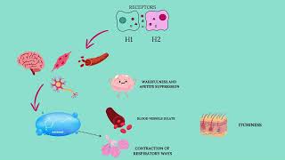 Pharmacology of EBASTINE [upl. by Eehc468]