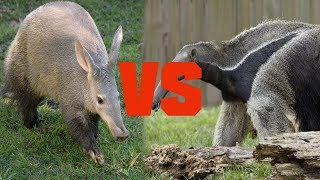 Aardvark vs Anteater  Animal Comparison 2018  Comparison Media [upl. by Anilatak86]